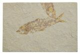 Multiple Fossil Fish (Knightia) Plate - Wyoming #217686-1